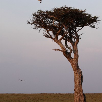 L'arbre aux vautours 
