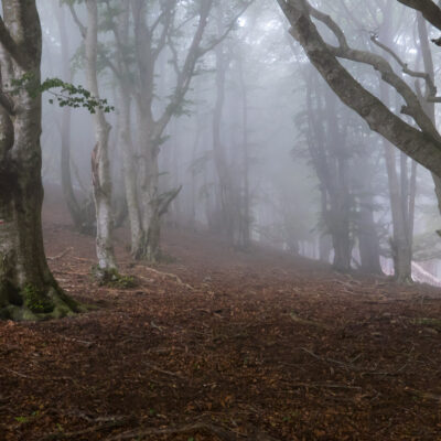 Mirkwood ... ou peut être Fangorn ?